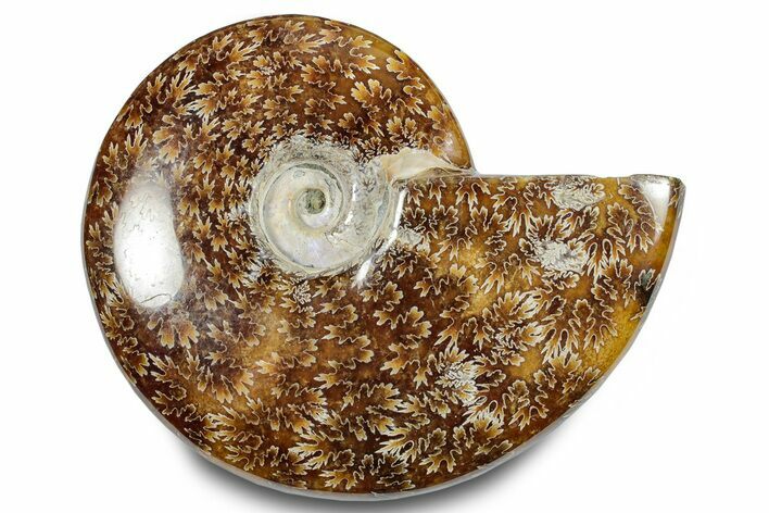 Polished Ammonite (Cleoniceras) Fossil - Madagascar #283347